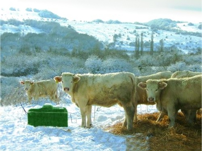 In een besneeuwd landschap staat een kudde witte koeien naast een geïsoleerde drinkbak