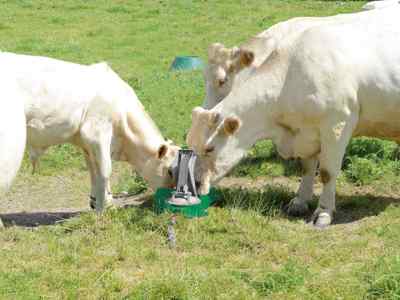Meerdere lichte koeien drinken water uit een groene weidepomp op een grasveld.
